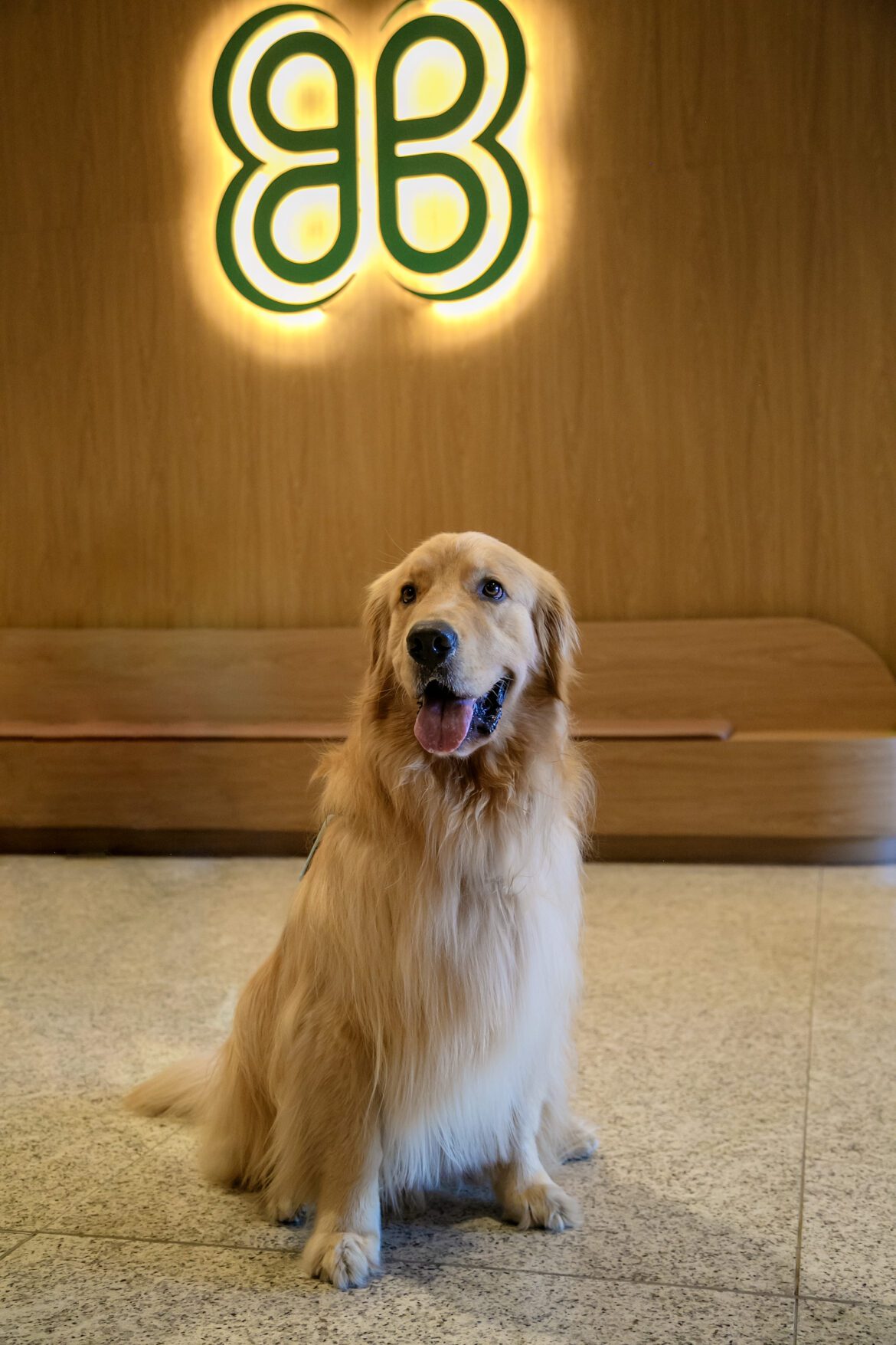 Um Parkpets Cheio De Amor