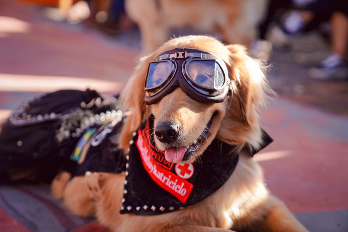 Além do asfalto: Capital Moto Week protagoniza desfile de pets