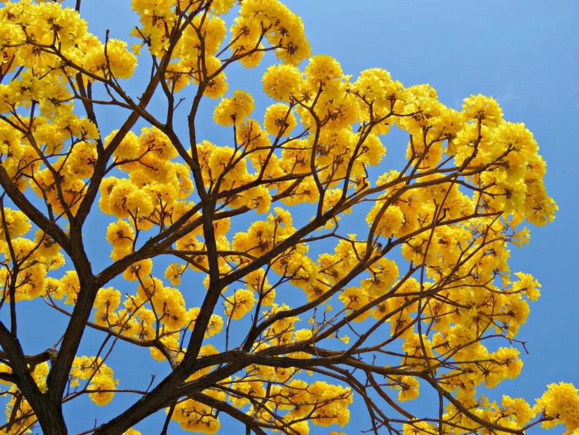 Temporada dos Ipês: Primavera no Cerrado é caracterizada por diversas floradas marcantes