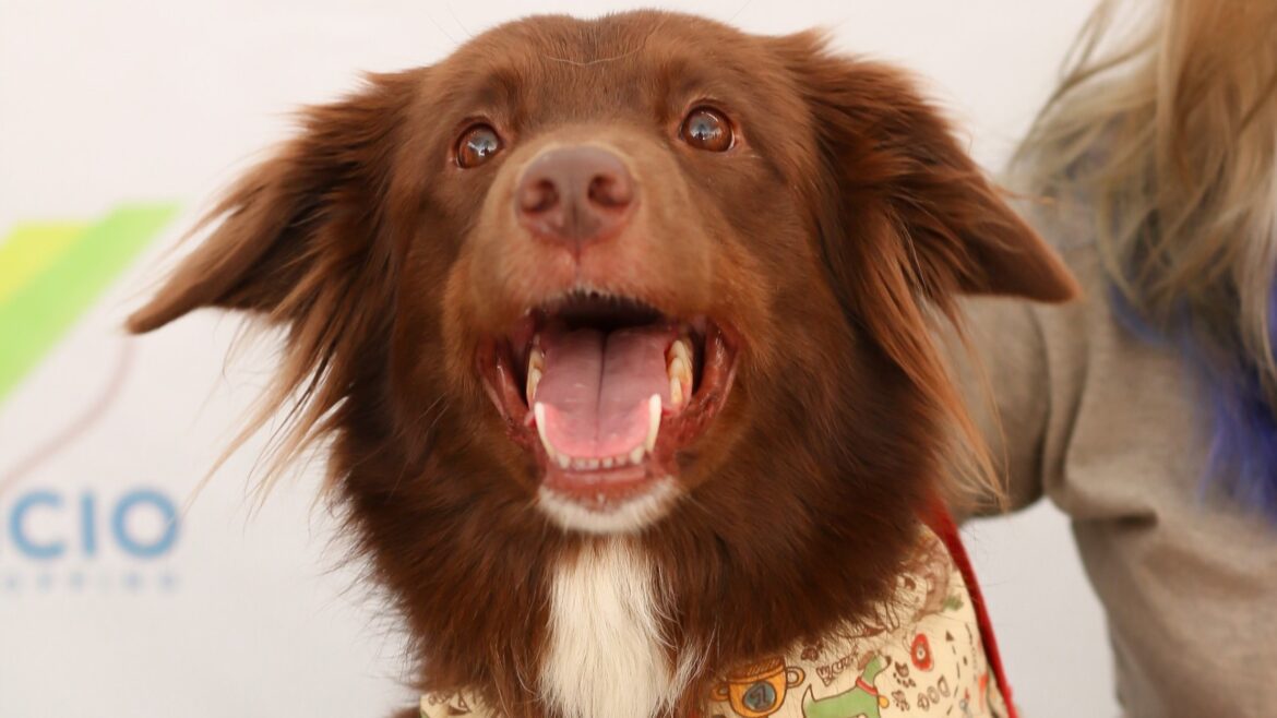 Venâncio Shopping promove adoção responsável de cães e gatos