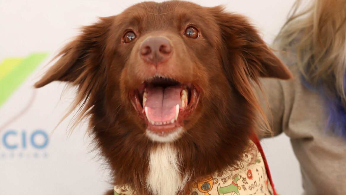 Feira de Adoção no Venâncio Shopping