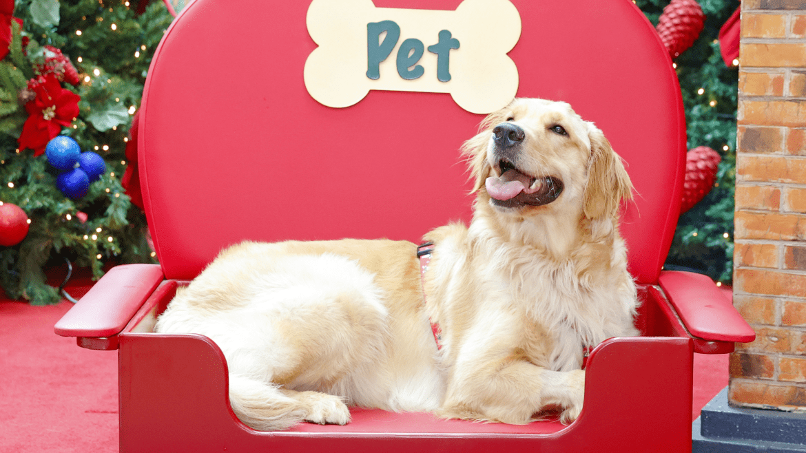 Um Parkpet Com Pegadas De Natal 