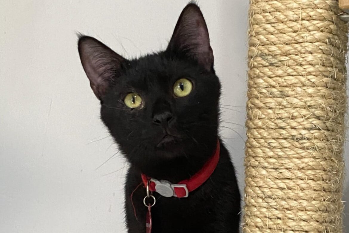 Conjunto Nacional realiza feira de adoção de animais em parceria com a SOS Pets Brasil