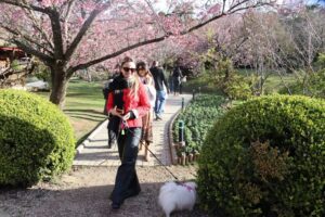 Festa da Cerejeira de Campos do Jordão é uma ótima opção para comemorar o Dia dos Pais