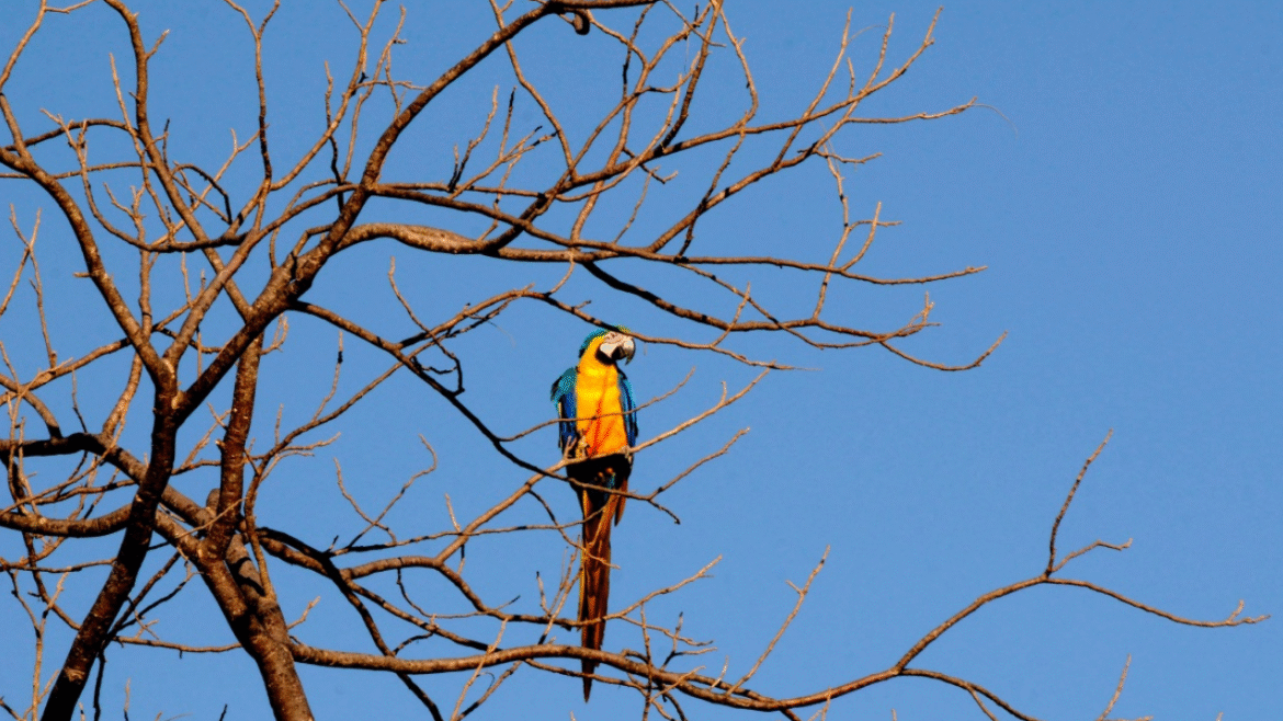 Boulevard Shopping Brasília celebra o Dia Mundial da Fotografia com imagens de Zuleika de Souza sobre o Cerrado