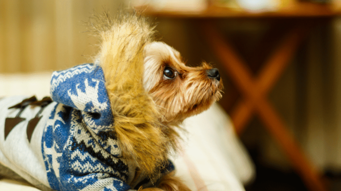 Como proteger seu pet do frio com tecidos adequados