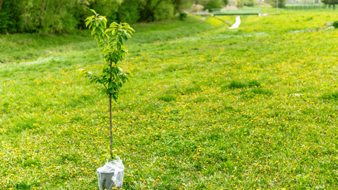 Parque no Guará II recebe ação de plantio de mudas em celebração ao Dia do Cerrado