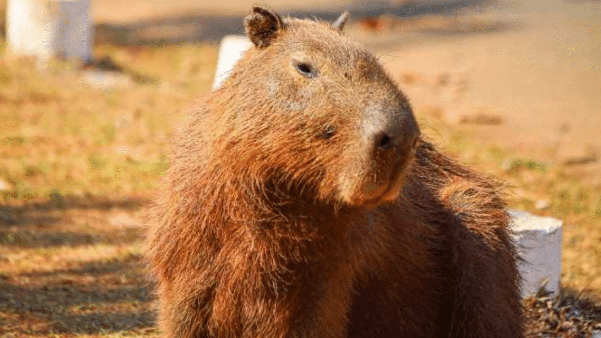 Pesquisadores acompanham a população de capivaras em vários pontos do DF