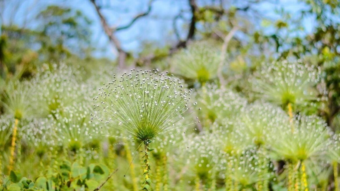Cerrado Sagrado: exposição fotográfica reverte 100% das vendas para a recuperação do Cerrado