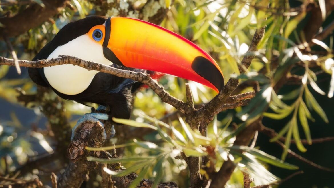 Fotógrafa brasiliense lança livro com registros poéticos de aves do Distrito Federal