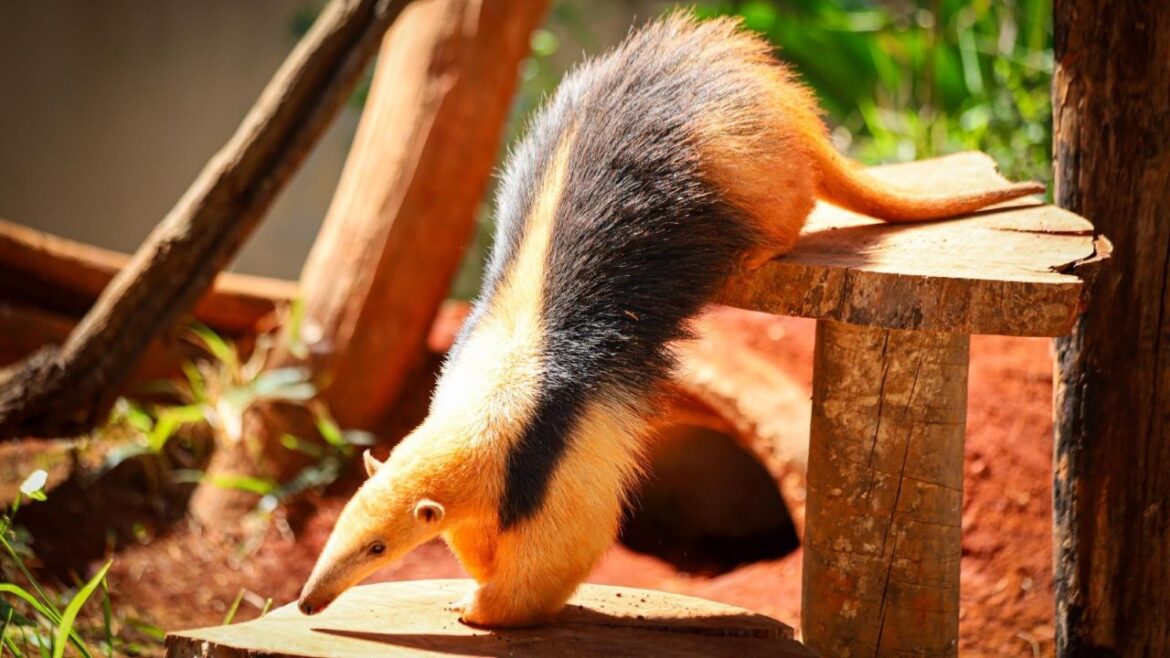 Zoológico de Brasília recebe “Experiência Animal”, exposição imersiva e sensorial inédita