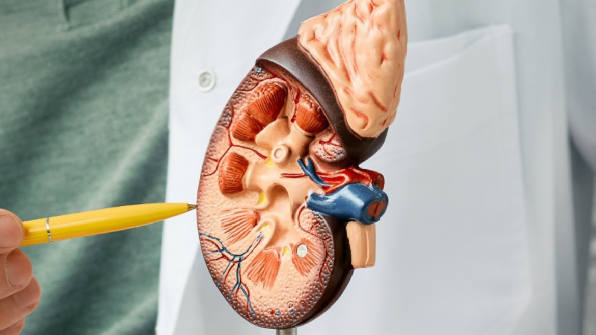 Doença renal cresce de forma silenciosa e atinge cerca de 1 em cada 7 adultos no mundo