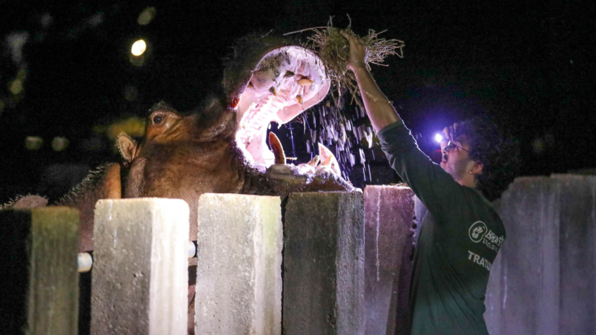 Inscrições para os projetos Zoo Experiência e Zoo Noturno abrem na segunda-feira (9)