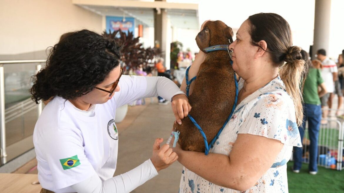 JK Shopping recebe feira de adoção para celebrar o Dia Nacional dos Animais
